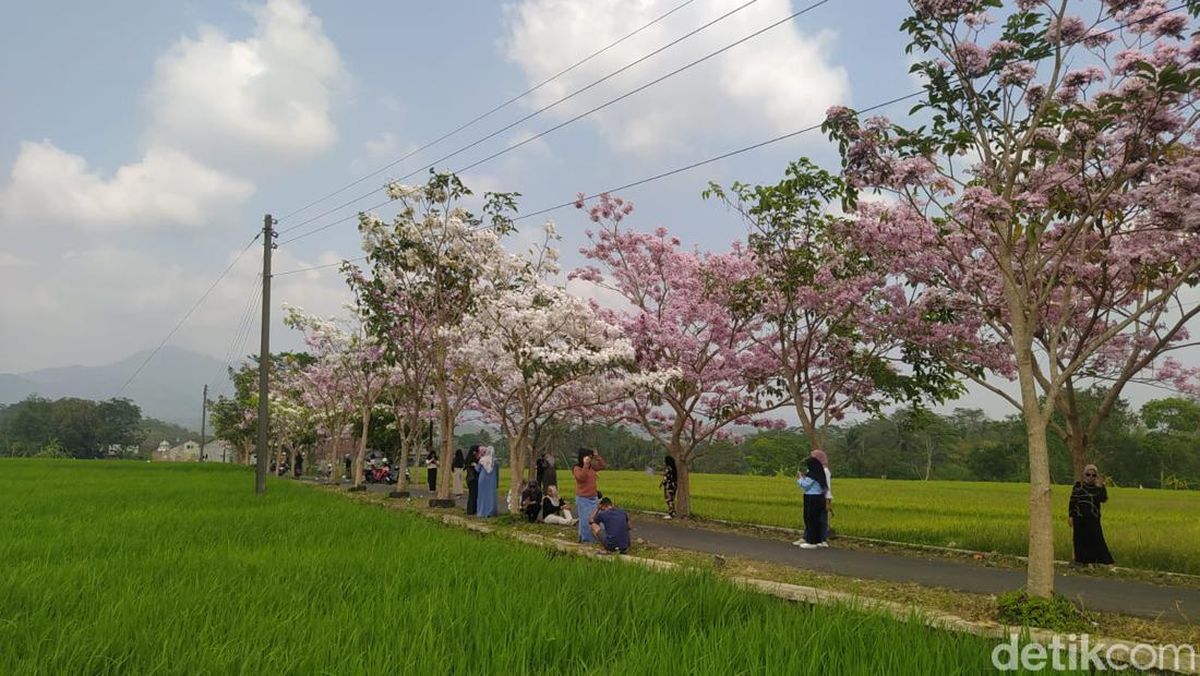 Petani Muda di Magelang Viral karena Kebunnya Mirip Taman Bunga Eropa – 10 Agustus 2025