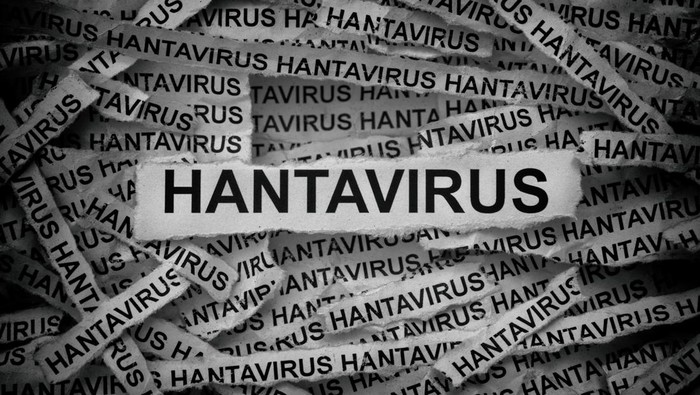 Kemenkes Ungkap Puluhan Kasus Hantavirus Pernah Ditemukan di Indonesia
