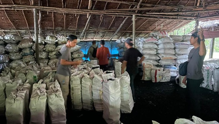 Polisi Ungkap Perusakan Mangrove di Riau untuk Produksi Arang, Dua Orang Diamankan